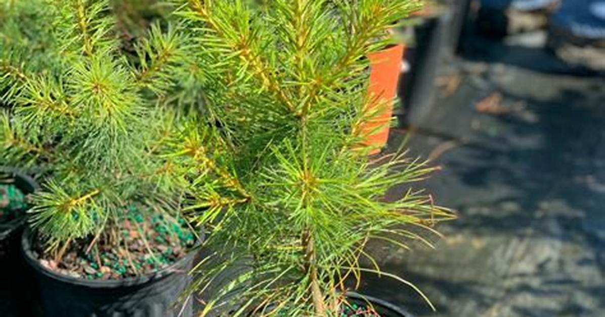 Mini Pine Tree