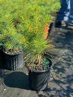 Mini Pine Tree