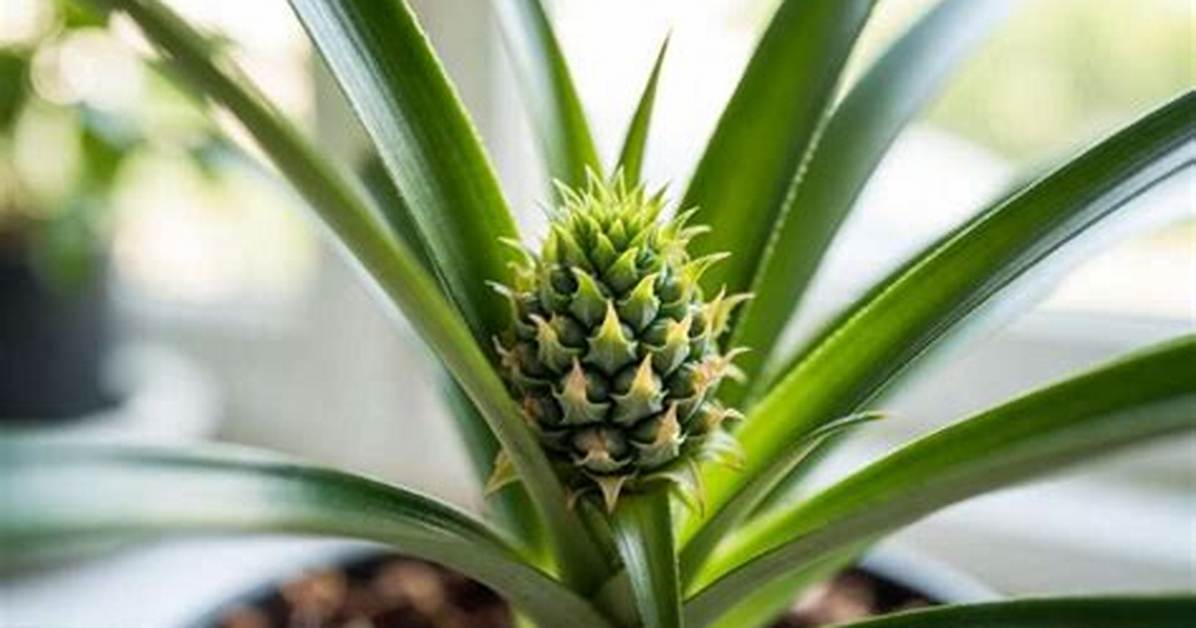 Mini Pineapple Plant