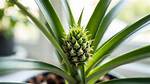 Mini Pineapple Plant