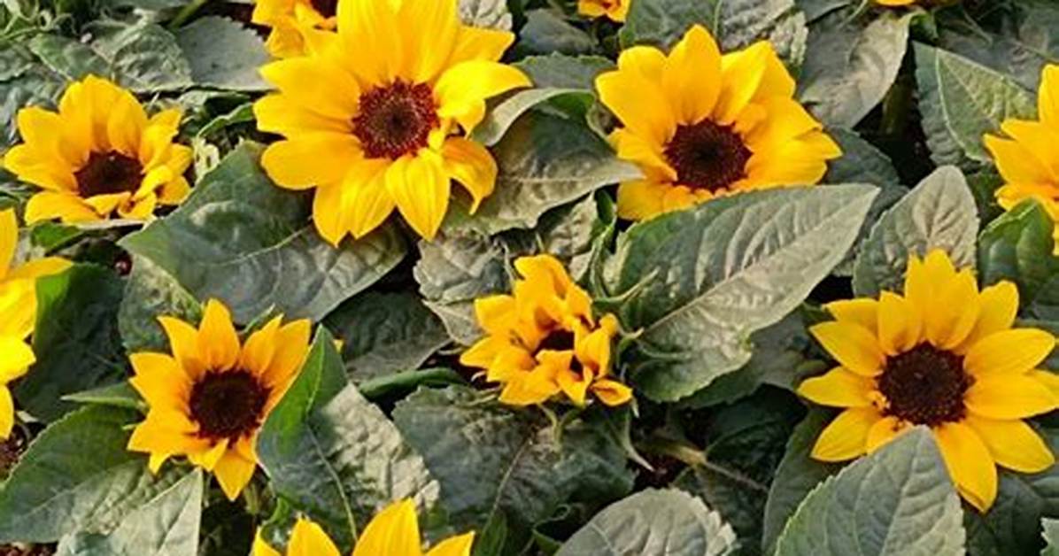 Mini Sunflowers