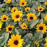 Mini Sunflowers