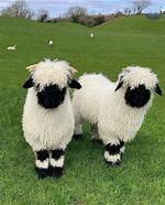 Miniature Sheep