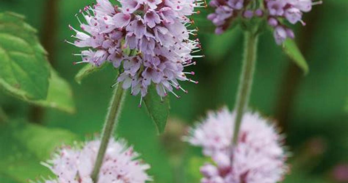 Mint Flower