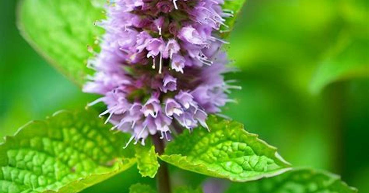 Mint Flowers