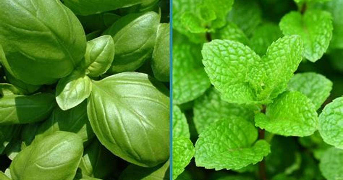 Mint or Basil for Example