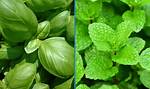 Mint or Basil for Example