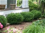 Mist for Boxwoods