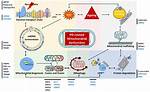Mitochondrial Dysfunction in Parkinson's Disease - ePrints