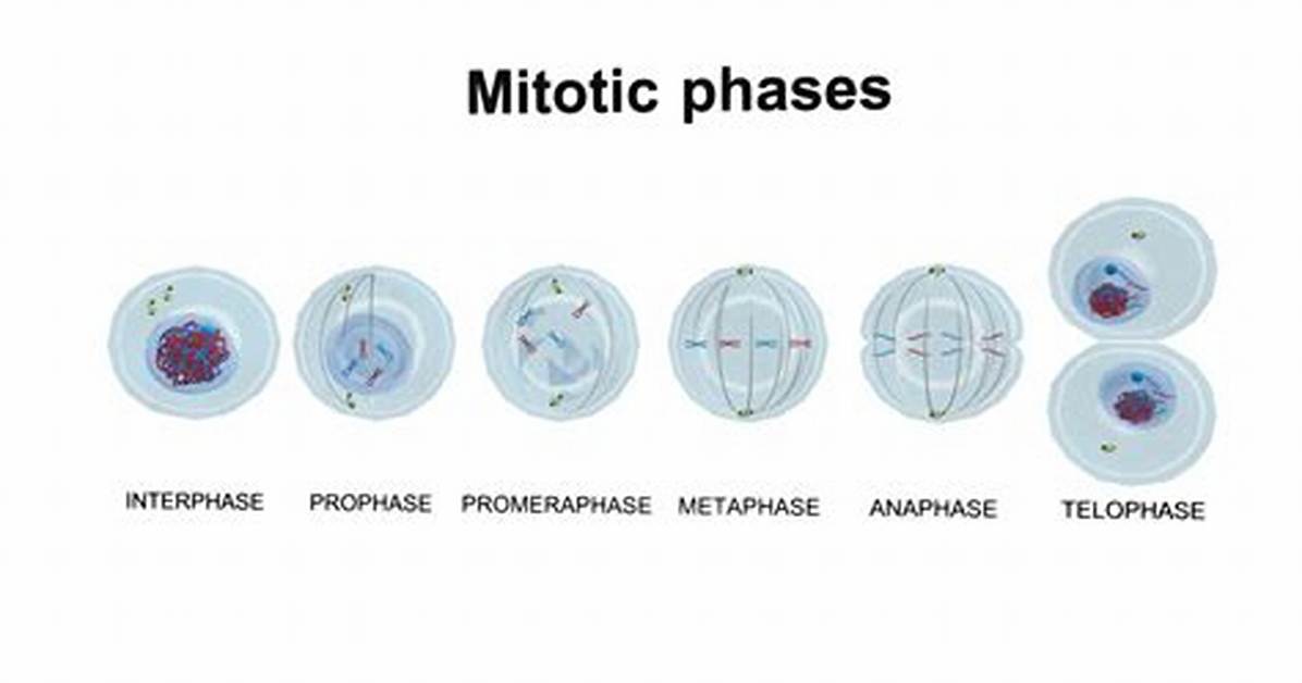 Mitosis Order