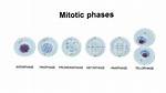 Mitosis Order