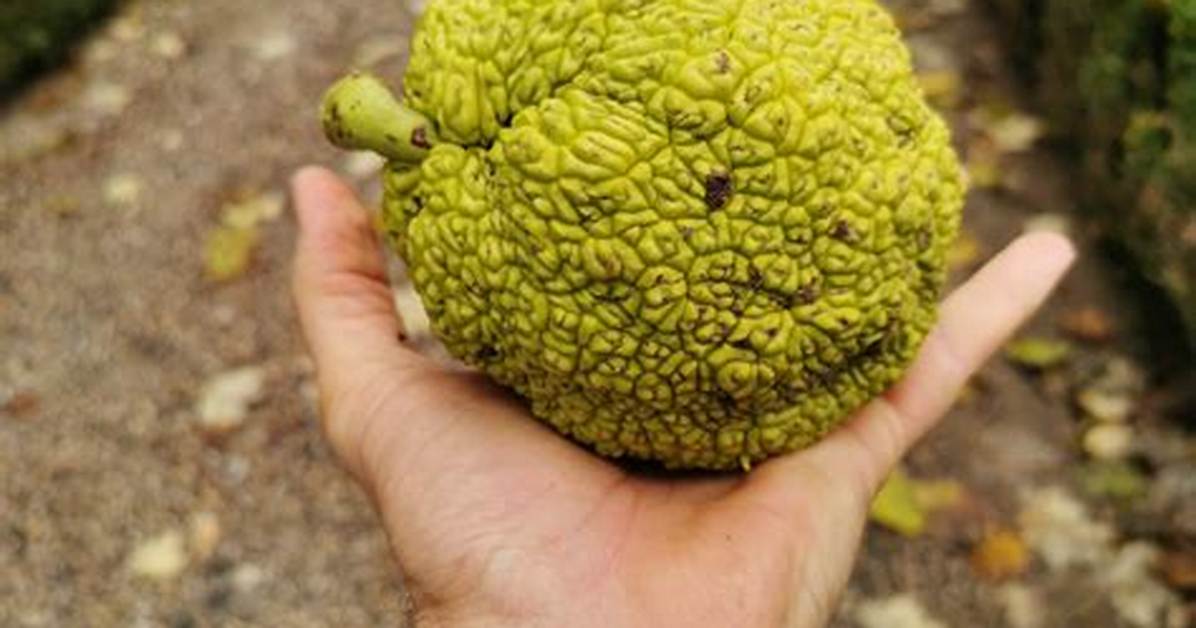 Monkey Balls Tree