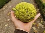 Monkey Balls Tree