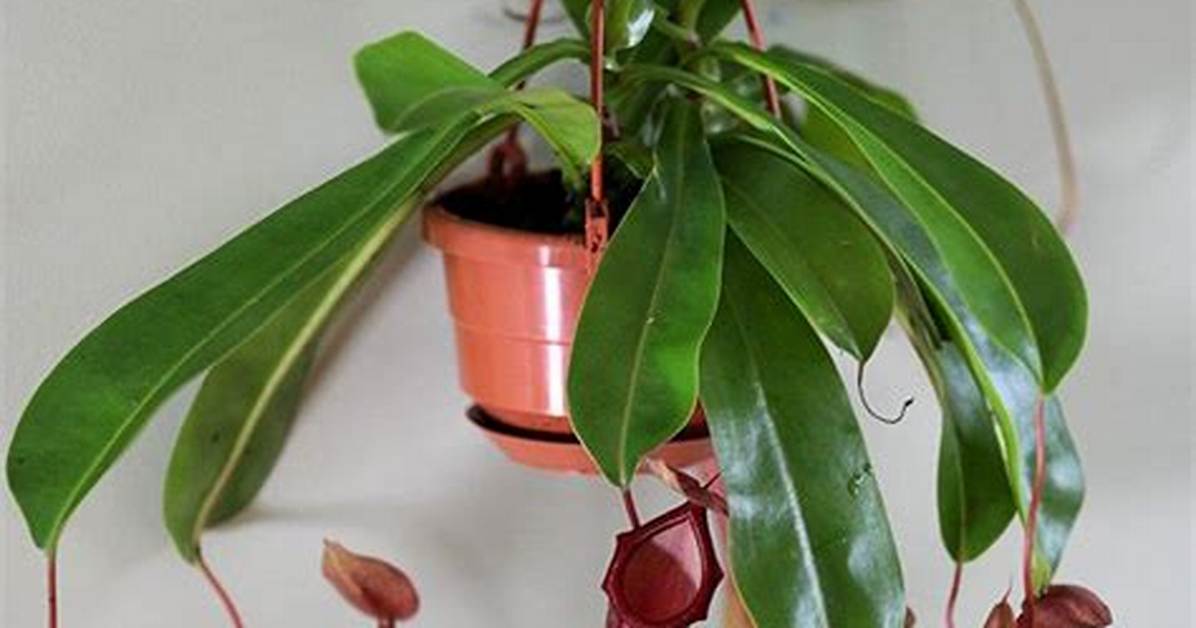 Monkey Cup Plant