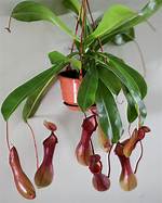 Monkey Cup Plant