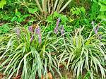 Monkey Grass Plant