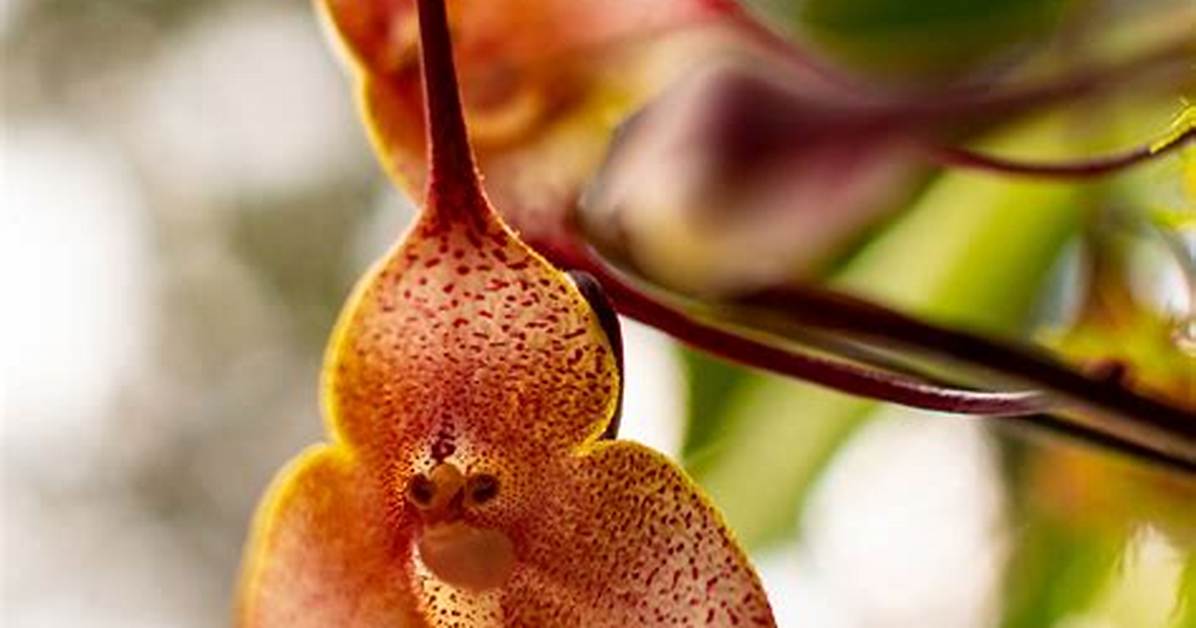 Monkey Orchids