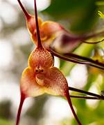 Monkey Orchids