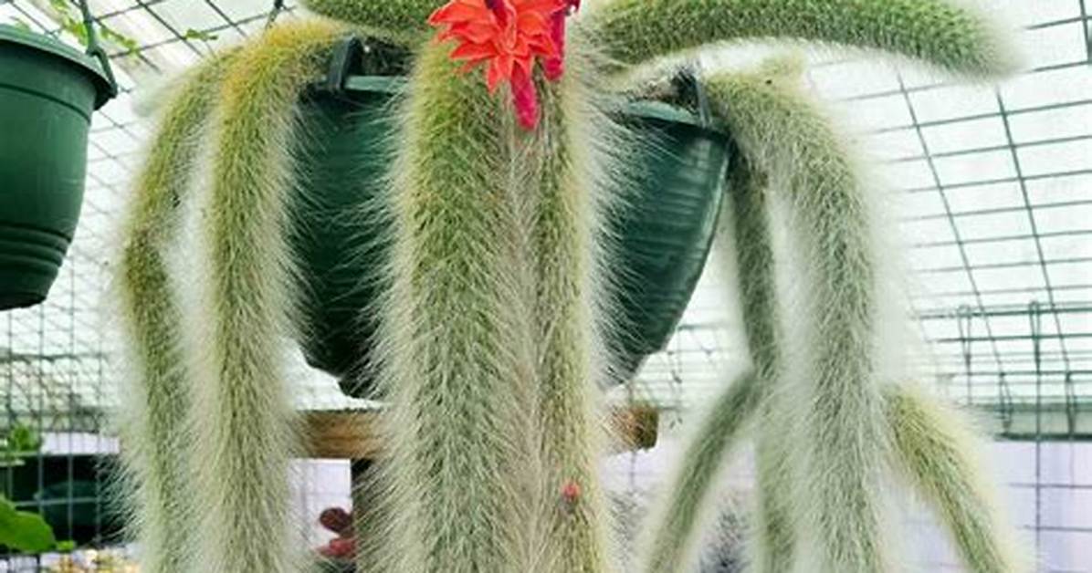 Monkey Tail Plant