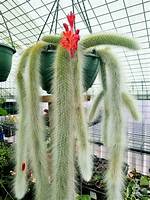 Monkey Tail Plant