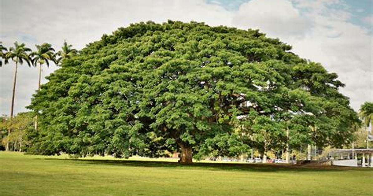 Monkeypod Tree