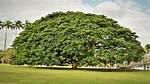 Monkeypod Tree