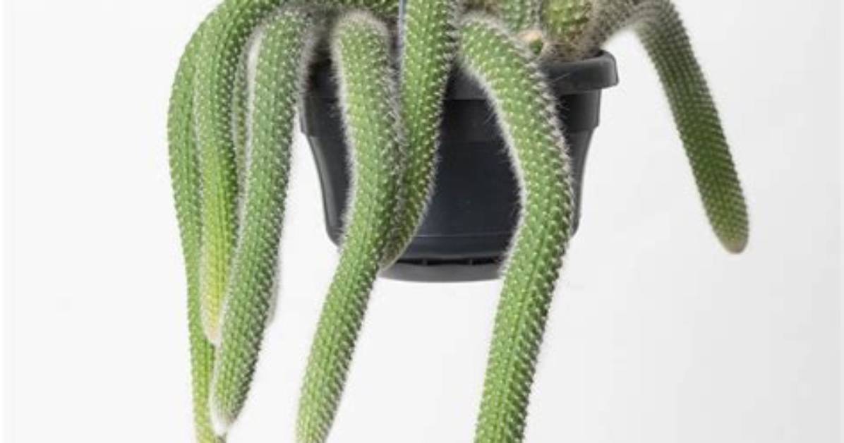 Monkeys Tail Cactus