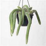 Monkeys Tail Cactus