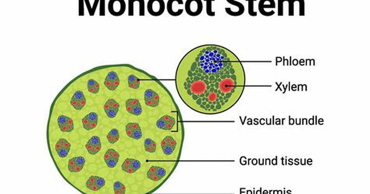 Monocot Stem Cross Section