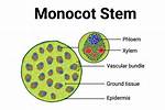 Monocot Stem Cross Section