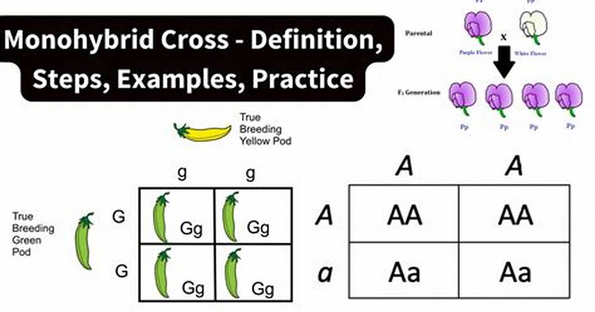 Monohybrid Cross Example