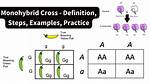 Monohybrid Cross Example