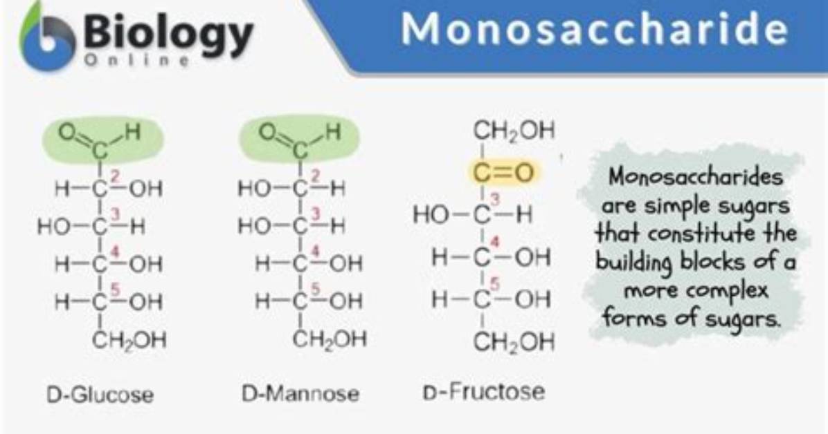 Monosaccharide Definition