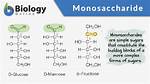 Monosaccharide Definition