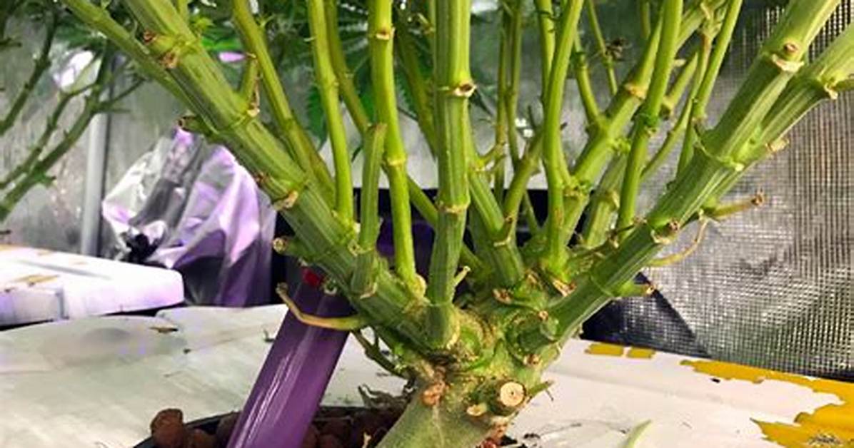 Monster Cropping