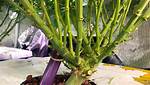 Monster Cropping