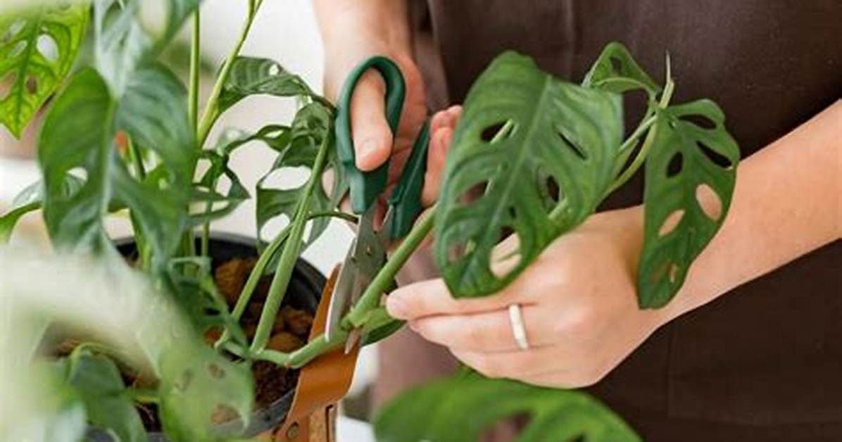 Monstera Cutting