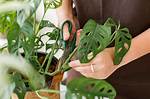 Monstera Cutting