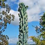 Monstrose Cactus