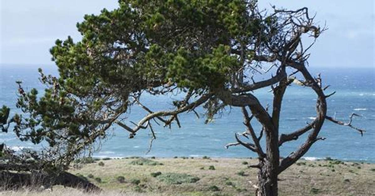 Monterey Pine Tree