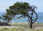 Monterey Pine Tree