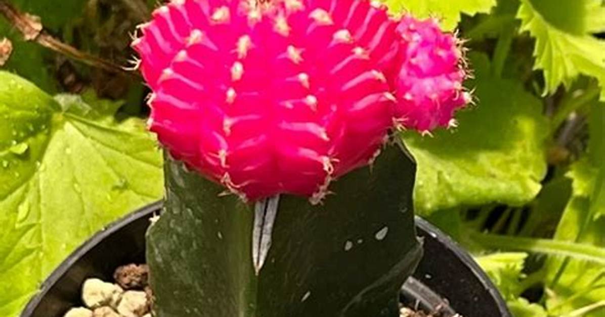 Moon Cactus