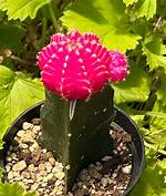 Moon Cactus