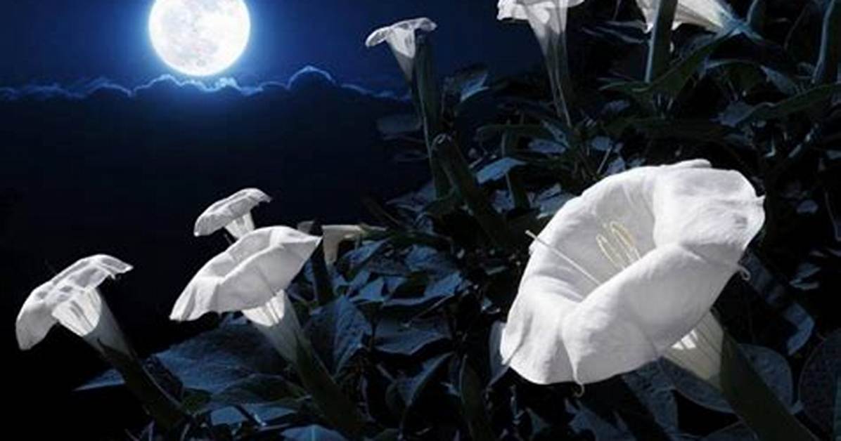 Moon Flowers