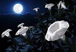 Moon Flowers