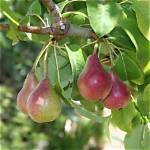 Moonglow Pear