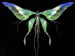 Moonlight Butterfly