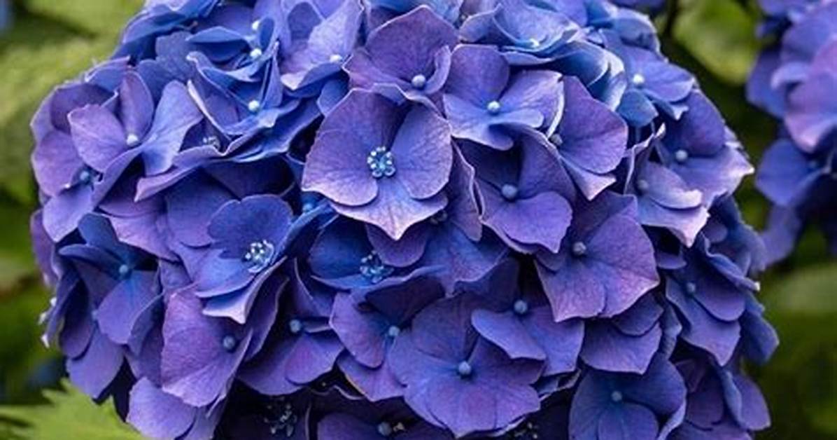 Mop Head Hydrangea