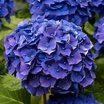 Mop Head Hydrangea