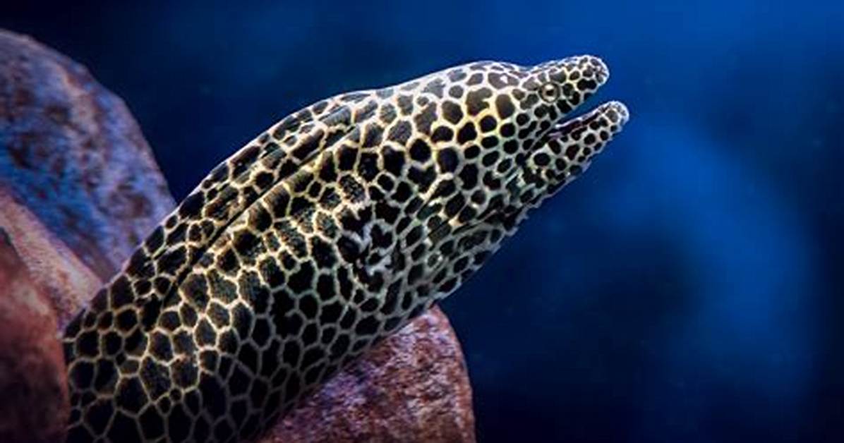Moray ___ (Long Fish)